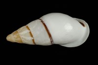 藏品(美嬌蝸牛)的圖片